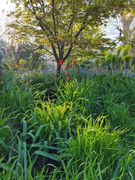 Forest Hill Garden Group